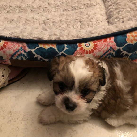 Meet your Posher, Consuelo - Picture 1 of 1